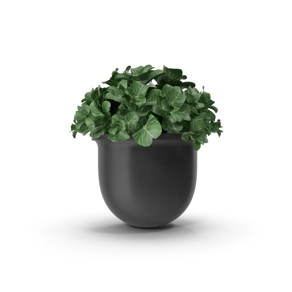 Plant Pot