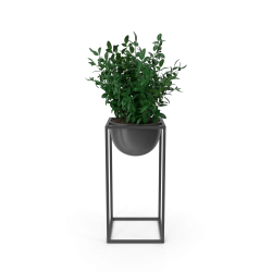 House Showpiece Plant