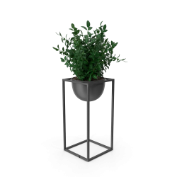 House Showpiece Plant