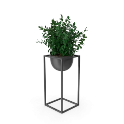 House Showpiece Plant