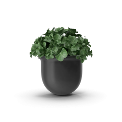 Plant Pot