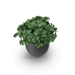 Plant Pot
