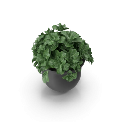 Plant Pot
